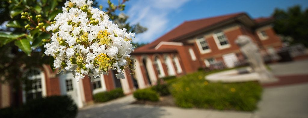 Closeup of white crape myrtle flowers with a brick building in the background.