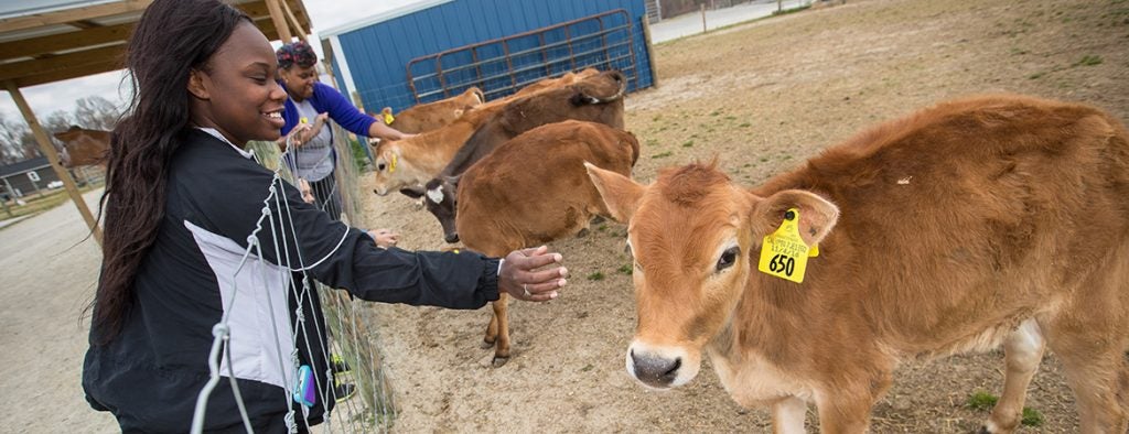 A student reaches through a fence to pet a brown cow with a yellow numbered tag in its ear.