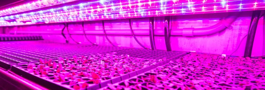 Trays of small plants under a row of purple lights.
